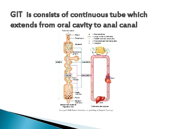 GIT is consists of continuous tube which extends from oral cavity to anal canal