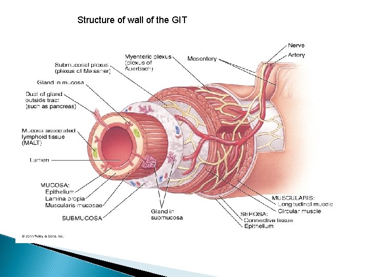 Structure of wall of the GIT 