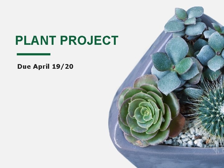 PLANT PROJECT Due April 19/20 