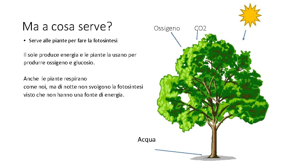 Ma a cosa serve? Ossigeno • Serve alle piante per fare la fotosintesi. Il