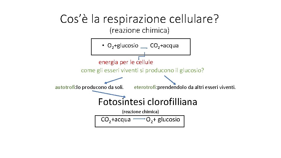 Cos’è la respirazione cellulare? (reazione chimica) • O 2+glucosio CO 2+acqua energia per le