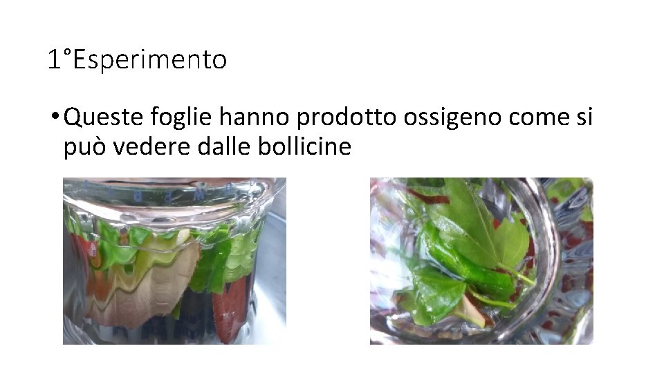 1°Esperimento • Queste foglie hanno prodotto ossigeno come si può vedere dalle bollicine 