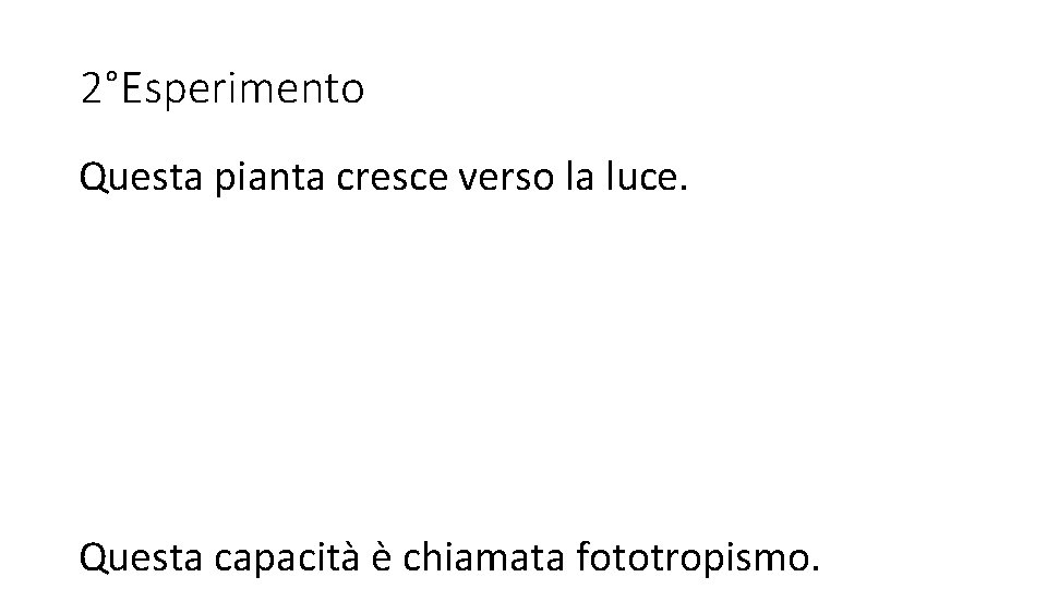 2°Esperimento Questa pianta cresce verso la luce. Questa capacità è chiamata fototropismo. 