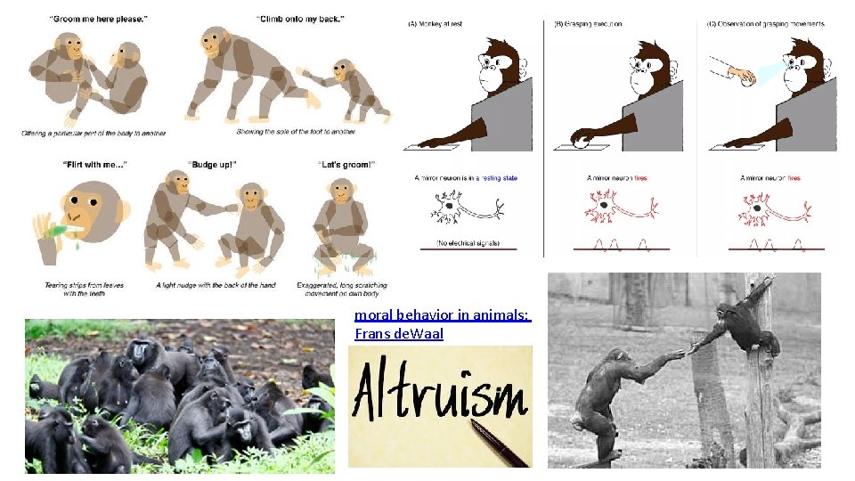 moral behavior in animals: Frans de. Waal moral behavior in animals: Frans de. Waal