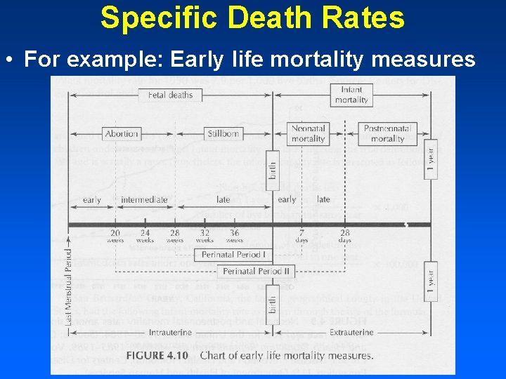 Specific Death Rates • For example: Early life mortality measures 