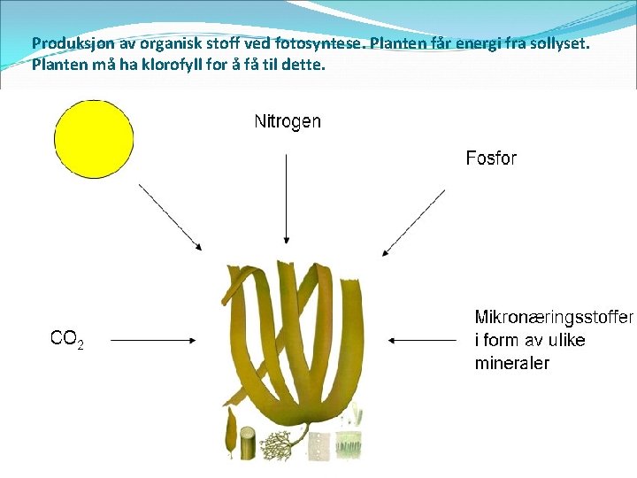 Produksjon av organisk stoff ved fotosyntese. Planten får energi fra sollyset. Planten må ha