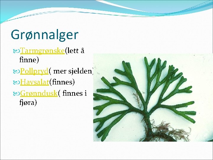 Grønnalger Tarmgrønske(lett å finne) Pollpryd( mer sjelden) Havsalat(finnes) Grønndusk( finnes i fjøra) 