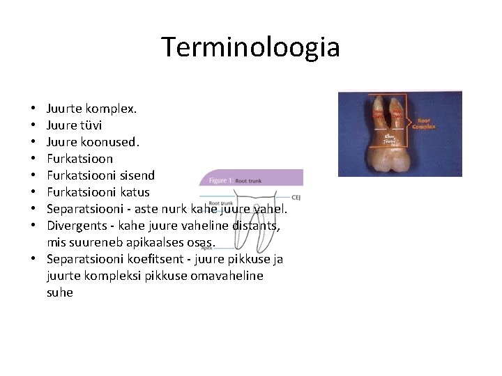 Terminoloogia Juurte komplex. Juure tüvi Juure koonused. Furkatsiooni sisend Furkatsiooni katus Separatsiooni - aste