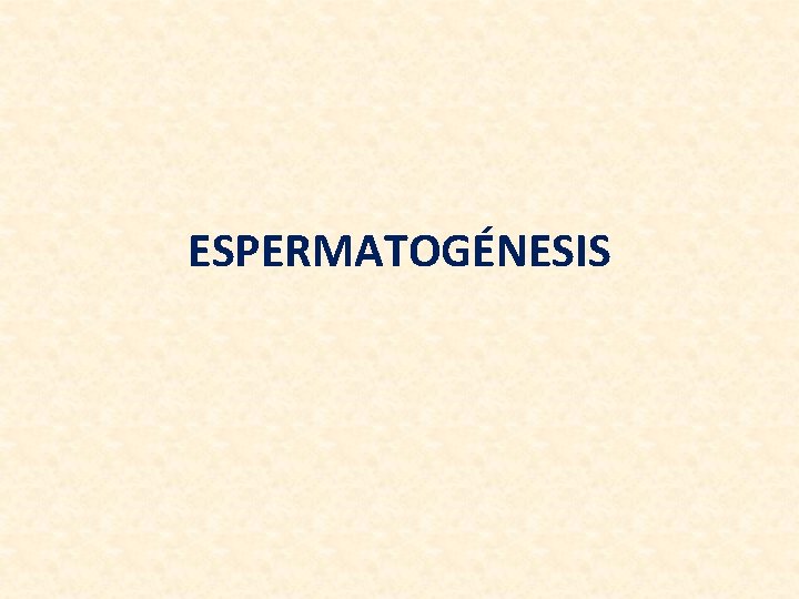 ESPERMATOGÉNESIS 