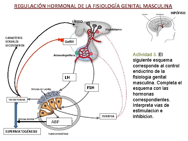 REGULACIÓN HORMONAL DE LA FISIOLOGÍA GENITAL MASCULINA HIPÓFISIS LÍBIDO CARACTERES SEXUALES SECUNDARIOS Gn. RH