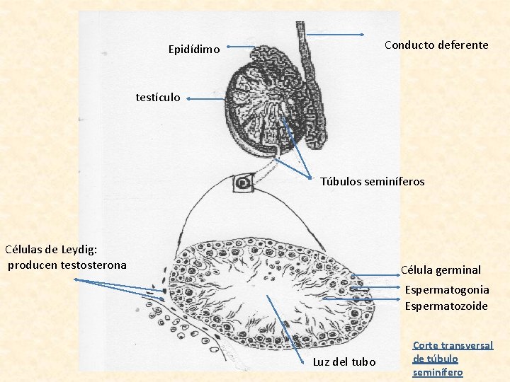 Conducto deferente Epidídimo testículo Túbulos seminíferos Células de Leydig: producen testosterona Célula germinal Espermatogonia