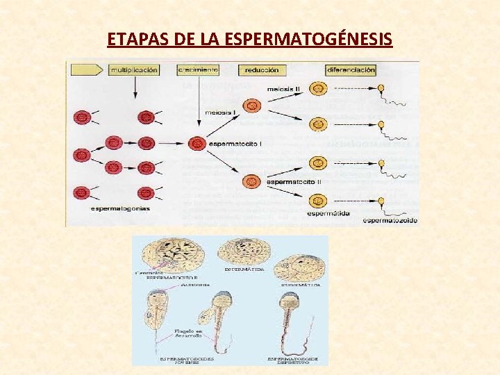 ETAPAS DE LA ESPERMATOGÉNESIS 