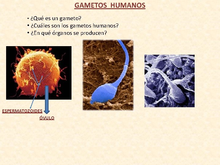 GAMETOS HUMANOS • ¿Qué es un gameto? • ¿Cuáles son los gametos humanos? •