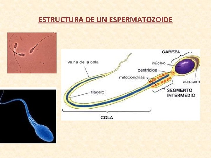 ESTRUCTURA DE UN ESPERMATOZOIDE 