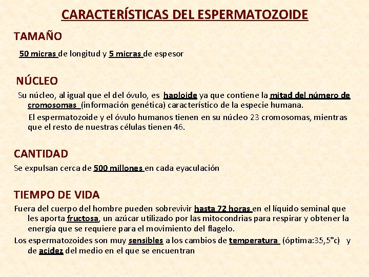 CARACTERÍSTICAS DEL ESPERMATOZOIDE TAMAÑO 50 micras de longitud y 5 micras de espesor NÚCLEO