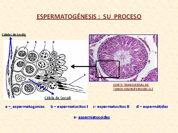 ESPERMATOGÉNESIS : SU PROCESO Células de Leydig CORTE TRANSVERSAL DE TUBOS SEMINÍFEROS(M. O. )