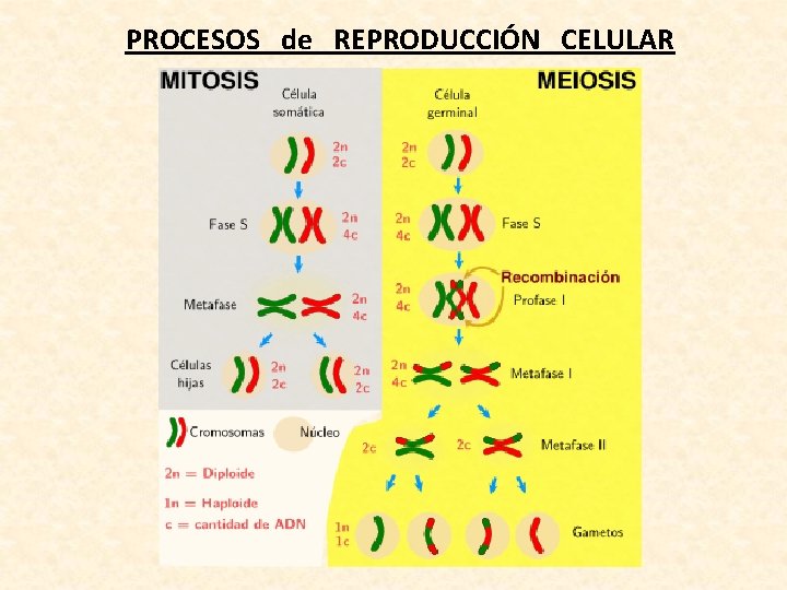 PROCESOS de REPRODUCCIÓN CELULAR 