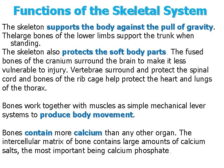 Functions of the Skeletal System The skeleton supports the body against the pull of