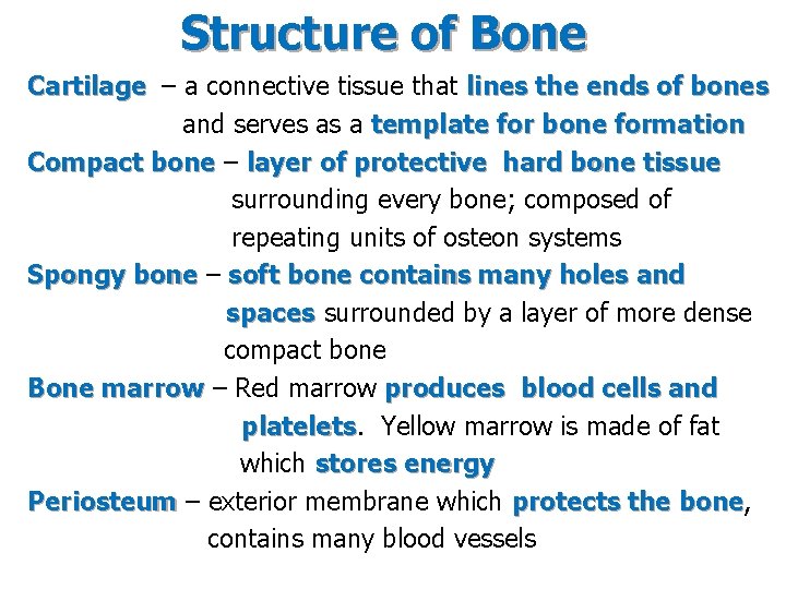 Structure of Bone Cartilage – a connective tissue that lines the ends of bones