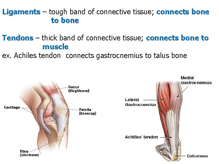 Ligaments – tough band of connective tissue; connects bone to bone Tendons – thick