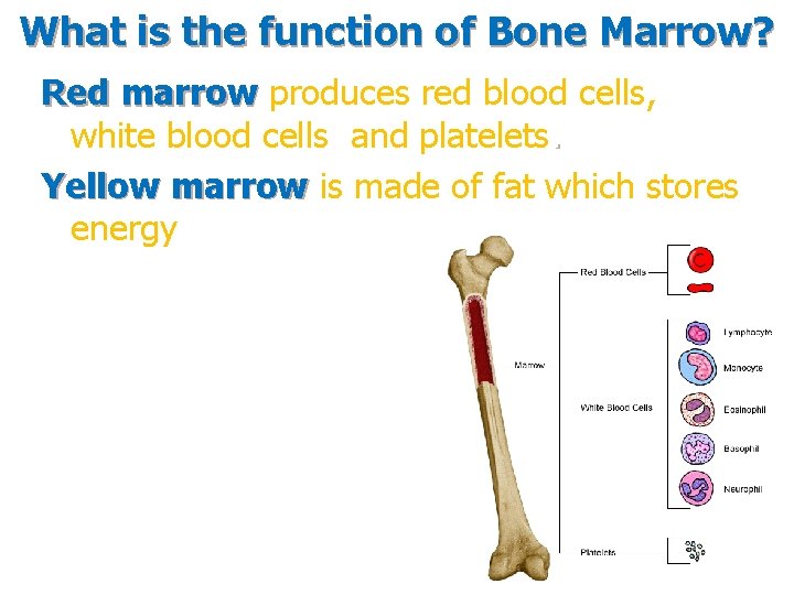 What is the function of Bone Marrow? Red marrow produces red blood cells, white