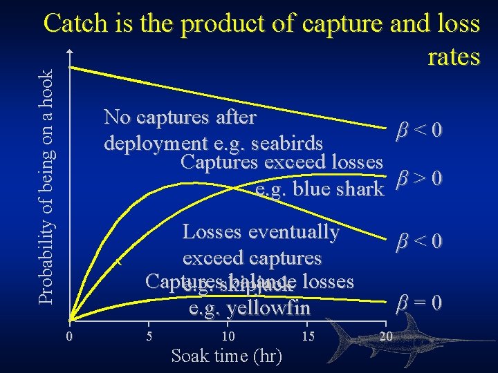 Probability of being on a hook Catch is the product of capture and loss