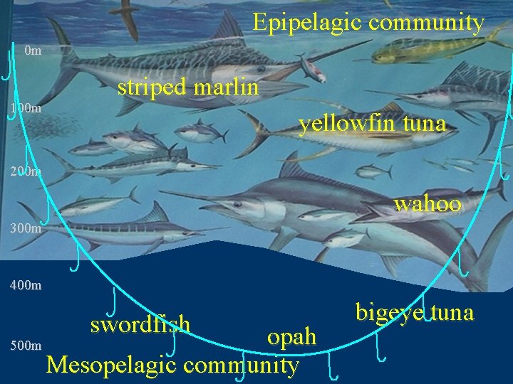 Epipelagic community 0 m 100 m striped marlin yellowfin tuna 200 m wahoo 300