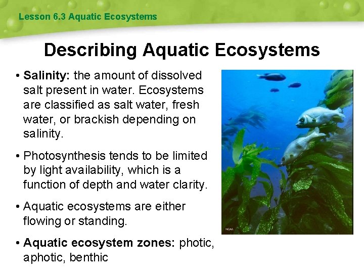 Lesson 6. 3 Aquatic Ecosystems Describing Aquatic Ecosystems • Salinity: the amount of dissolved