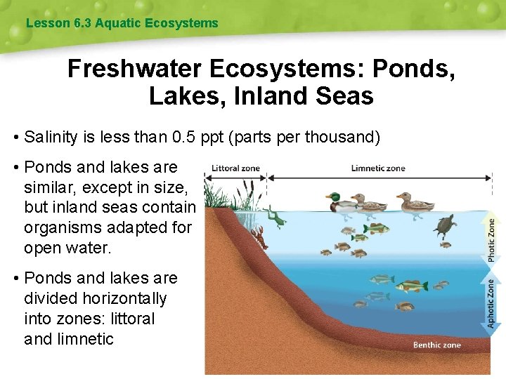 Lesson 6. 3 Aquatic Ecosystems Freshwater Ecosystems: Ponds, Lakes, Inland Seas • Salinity is