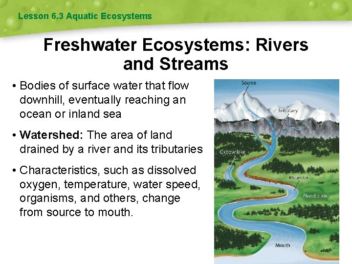 Lesson 6. 3 Aquatic Ecosystems Freshwater Ecosystems: Rivers and Streams • Bodies of surface