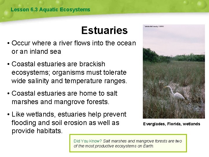 Lesson 6. 3 Aquatic Ecosystems Estuaries • Occur where a river flows into the