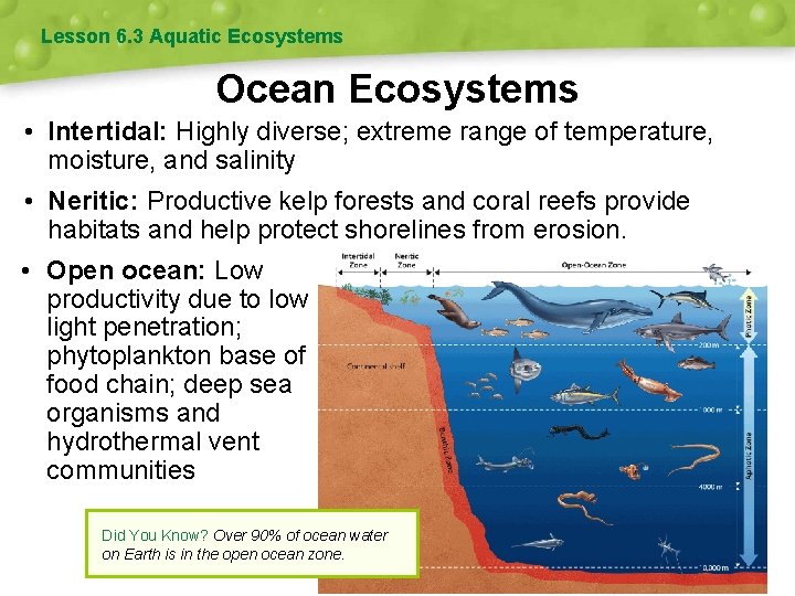 Lesson 6. 3 Aquatic Ecosystems Ocean Ecosystems • Intertidal: Highly diverse; extreme range of