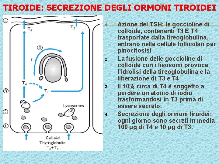 11 TIROIDE: SECREZIONE DEGLI ORMONI TIROIDEI 1. 2. 3. 4. Azione del TSH: le 11 TIROIDE: SECREZIONE DEGLI ORMONI TIROIDEI 1. 2. 3. 4. Azione del TSH: le