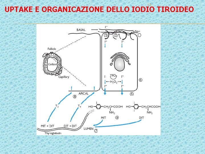 13 UPTAKE E ORGANICAZIONE DELLO IODIO TIROIDEO 13 UPTAKE E ORGANICAZIONE DELLO IODIO TIROIDEO