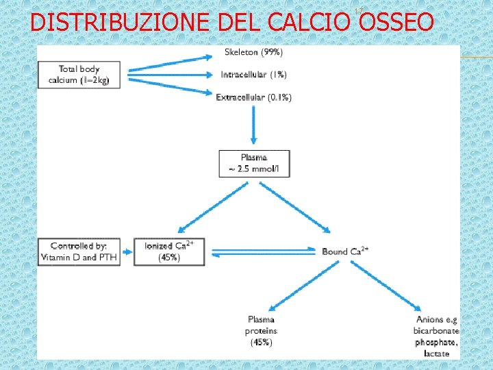 DISTRIBUZIONE DEL CALCIO OSSEO 17 DISTRIBUZIONE DEL CALCIO OSSEO 17