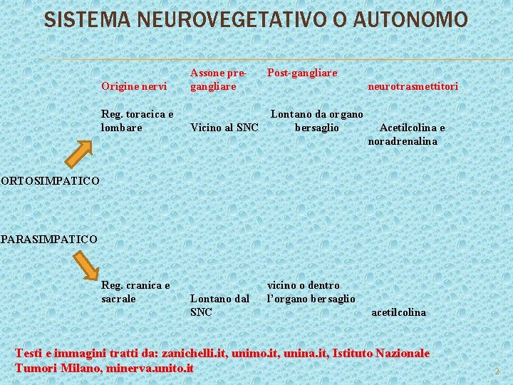 SISTEMA NEUROVEGETATIVO O AUTONOMO Origine nervi Assone pregangliare Post-gangliare Reg. toracica e lombare Lontano SISTEMA NEUROVEGETATIVO O AUTONOMO Origine nervi Assone pregangliare Post-gangliare Reg. toracica e lombare Lontano