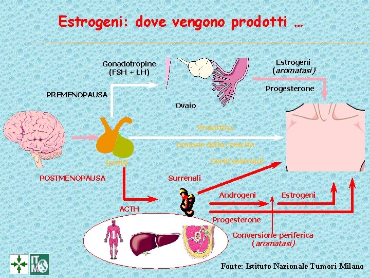 Estrogeni: dove vengono prodotti … Estrogeni Gonadotropine (FSH + LH) (aromatasi) Progesterone PREMENOPAUSA Ovaio Estrogeni: dove vengono prodotti … Estrogeni Gonadotropine (FSH + LH) (aromatasi) Progesterone PREMENOPAUSA Ovaio