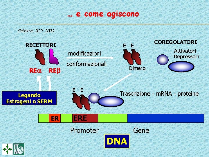 … e come agiscono Osborne, JCO, 2000 RECETTORI E E modificazioni RE Legando Estrogeni … e come agiscono Osborne, JCO, 2000 RECETTORI E E modificazioni RE Legando Estrogeni