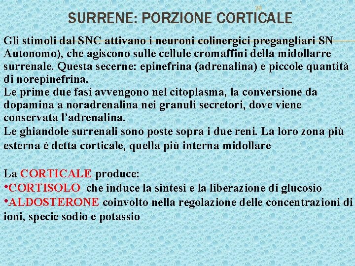 28 SURRENE: PORZIONE CORTICALE Gli stimoli dal SNC attivano i neuroni colinergici pregangliari SN 28 SURRENE: PORZIONE CORTICALE Gli stimoli dal SNC attivano i neuroni colinergici pregangliari SN