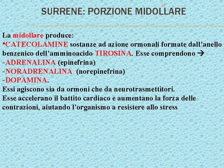 29 SURRENE: PORZIONE MIDOLLARE La midollare produce: • CATECOLAMINE sostanze ad azione ormonali formate 29 SURRENE: PORZIONE MIDOLLARE La midollare produce: • CATECOLAMINE sostanze ad azione ormonali formate