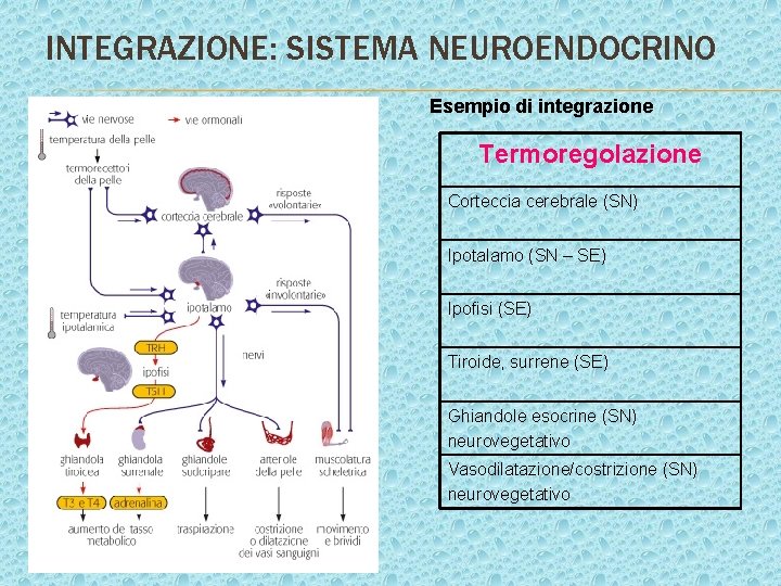 INTEGRAZIONE: SISTEMA NEUROENDOCRINO Esempio di integrazione Termoregolazione Corteccia cerebrale (SN) Ipotalamo (SN – SE) INTEGRAZIONE: SISTEMA NEUROENDOCRINO Esempio di integrazione Termoregolazione Corteccia cerebrale (SN) Ipotalamo (SN – SE)