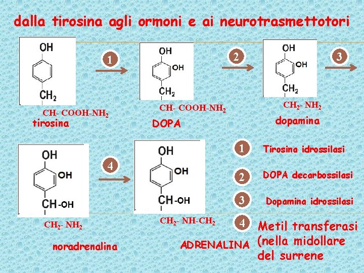 dalla tirosina agli ormoni e ai neurotrasmettotori 2 1 CH- COOH-NH 2 tirosina CH dalla tirosina agli ormoni e ai neurotrasmettotori 2 1 CH- COOH-NH 2 tirosina CH