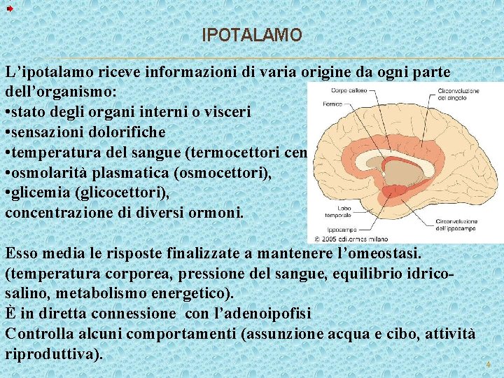 IPOTALAMO L’ipotalamo riceve informazioni di varia origine da ogni parte dell’organismo: • stato degli IPOTALAMO L’ipotalamo riceve informazioni di varia origine da ogni parte dell’organismo: • stato degli