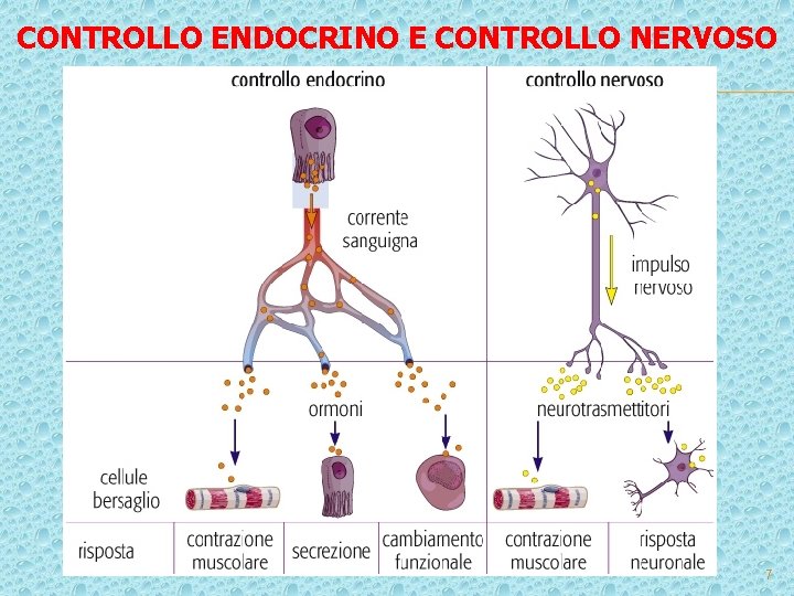 CONTROLLO ENDOCRINO E CONTROLLO NERVOSO 7 CONTROLLO ENDOCRINO E CONTROLLO NERVOSO 7