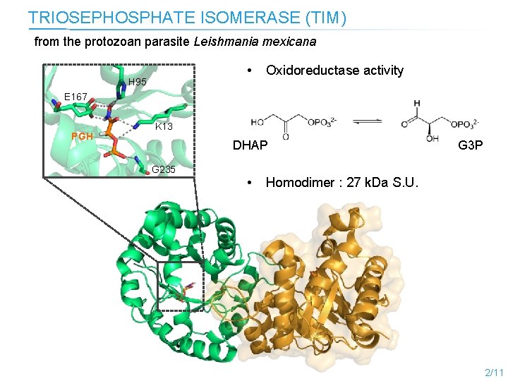 TRIOSEPHOSPHATE ISOMERASE (TIM) from the protozoan parasite Leishmania mexicana • H 95 Oxidoreductase activity