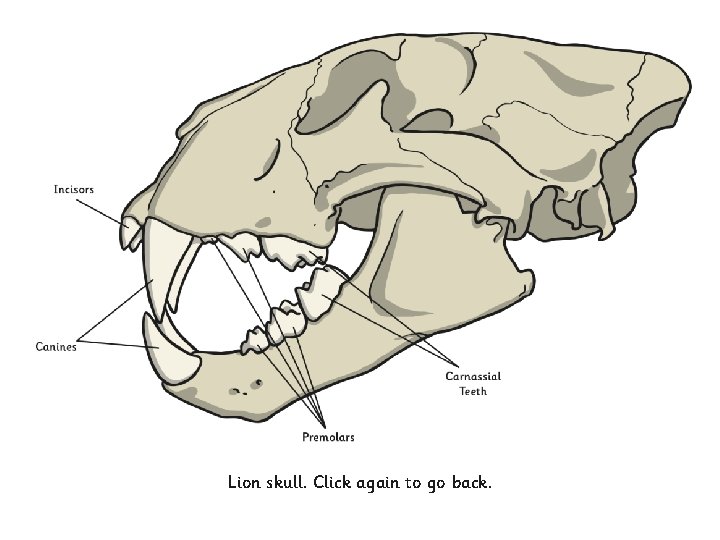 Herbivores eat plants Carnivores eat only meat Omnivores eat plants and meat Discuss with