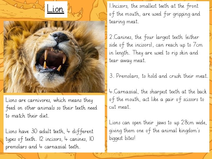 Lion 1. Incisors, the smallest teeth at the front of the mouth, are used