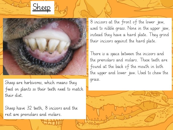 Sheep 8 incisors at the front of the lower jaw, used to nibble grass.