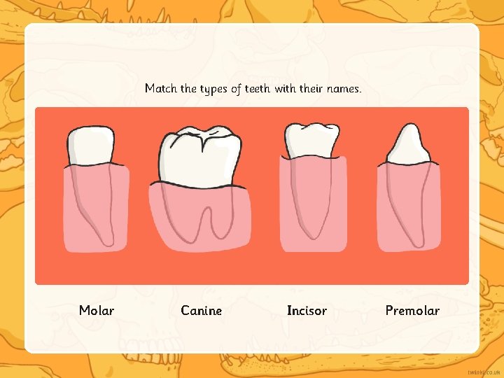 Match the types of teeth with their names. Molar Canine Incisor Premolar 