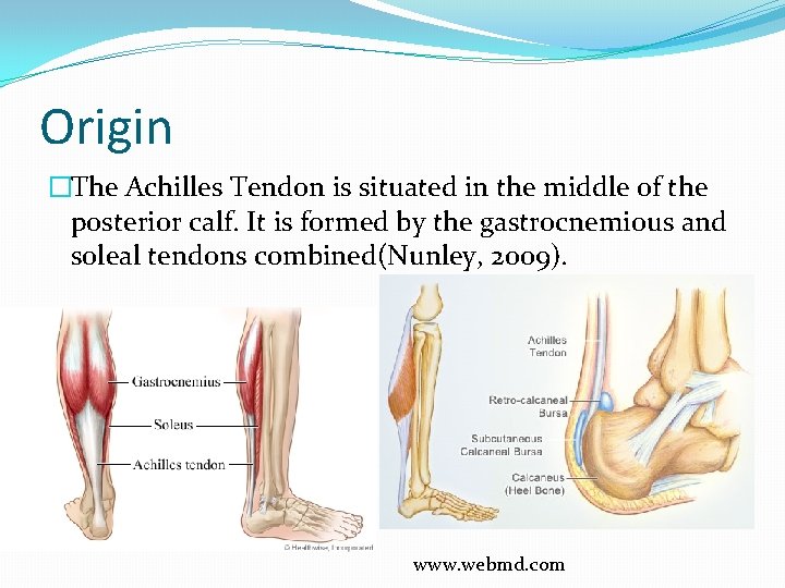 Origin �The Achilles Tendon is situated in the middle of the posterior calf. It